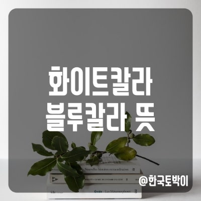  블루 칼라 화이트 칼라 뜻