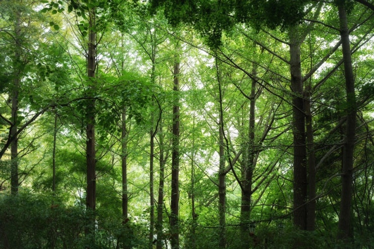  공원