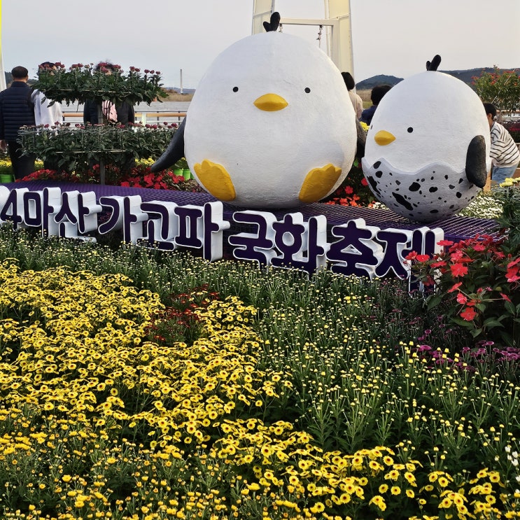  2024 마산가고파국화축제 리뷰 드론쇼 개막식 국화 개화 상태