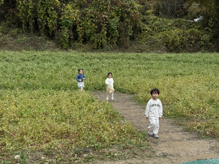  서울근교 경기도 가평 가볼만한곳 여행 가평양떼목장 입장료 예약