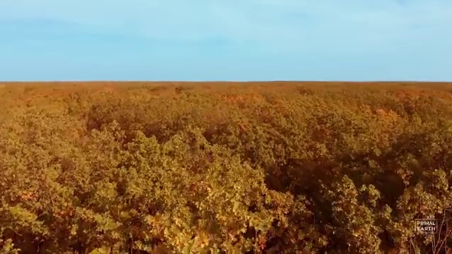  아동심리학 , 아동심리상담사 자격증 1급,2급 동시에 학습한 후기 , 향후 전망