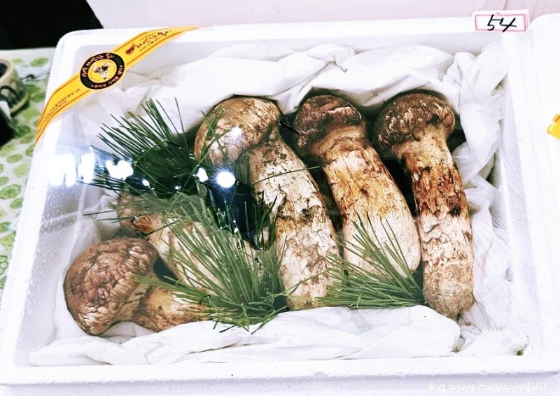 영덕 송이 축제 제철 버섯 1kg 가격 구매후기