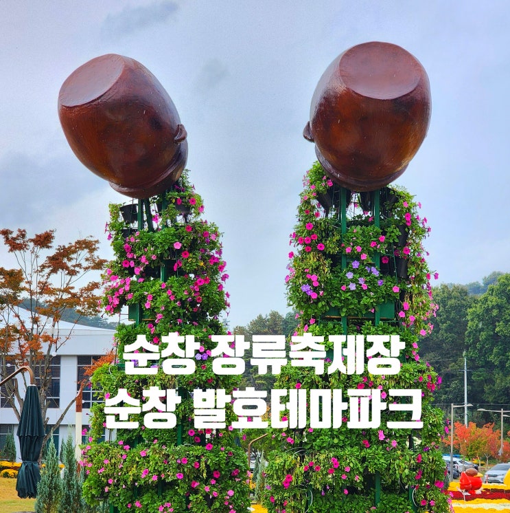 〔전북순창〕순창 장류축제 이후 행사장 국화만개-순창 테마파크-순창 국화, 핑크뮬리-전주 근교 핑크뮬리 24.10.27<솔이여행>