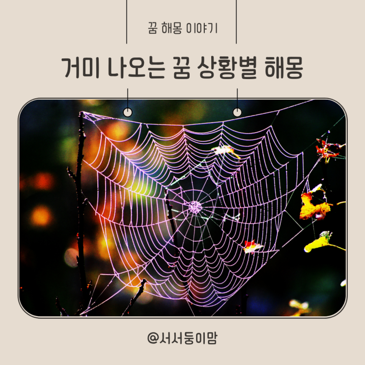  거미 나오는 꿈 상황별 해몽 큰 거미 꿈 거미 잡는 꿈