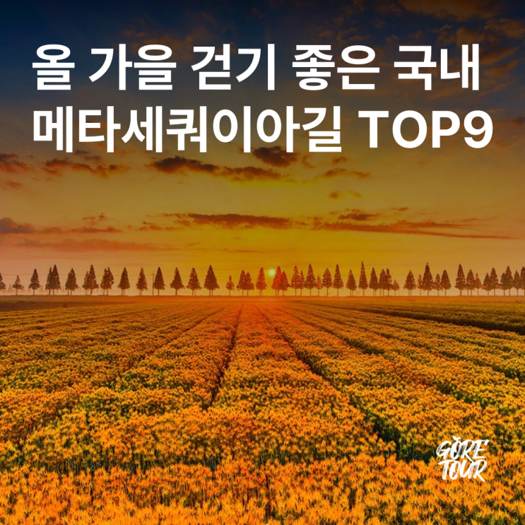  올 가을 걷기 좋은 국내 메타세쿼이아길 TOP9