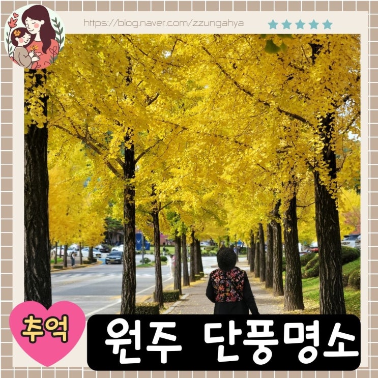  원주 단풍명소, 연세대학교 미래캠퍼스 , 은행나무 명소
