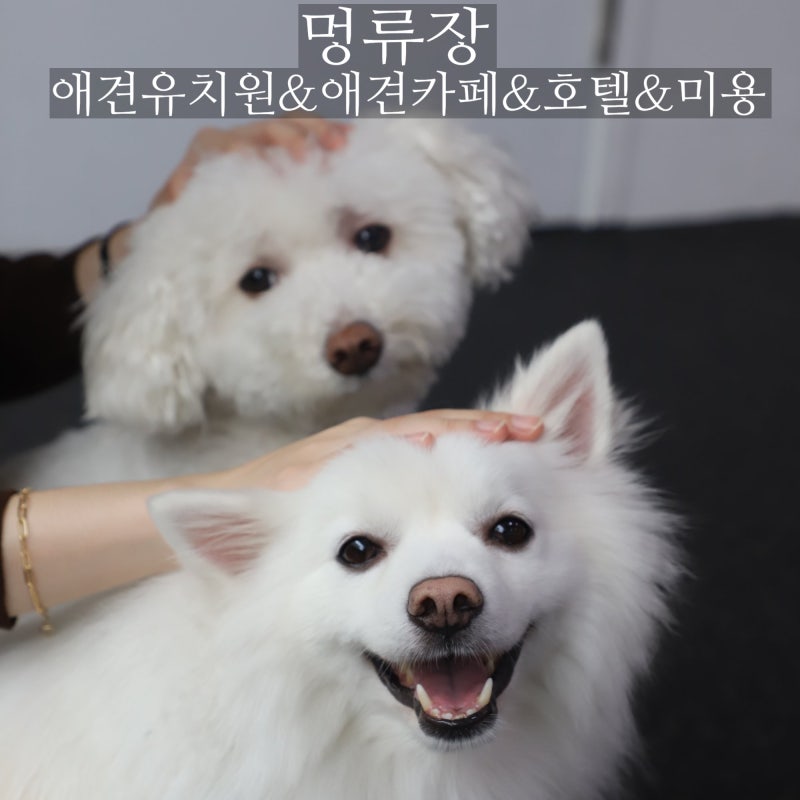 멍류장 애견유치원&애견카페&호텔&미용