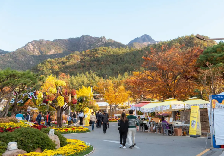  영암 월출산 국화축제 기본정보 기찬랜드 가수
