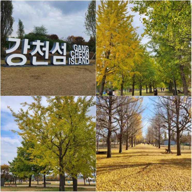  서울 근교 가을 단풍 명소 강천섬 실시간 단풍현황
