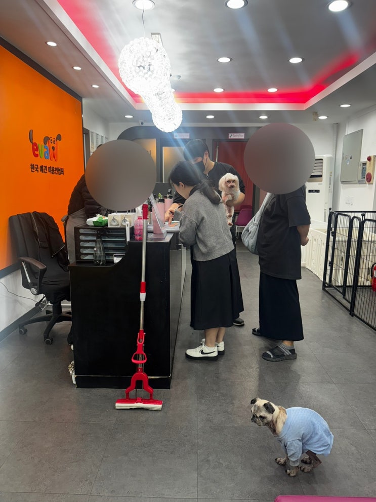  부천역애견미용학원 직장인 자격증 과정 상담 후기