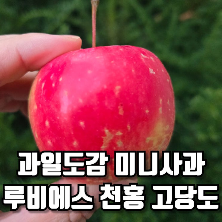  과일도감 미니사과 루비에스 천홍 고당도 꿀 사과 가정용 1kg+1kg(팩)