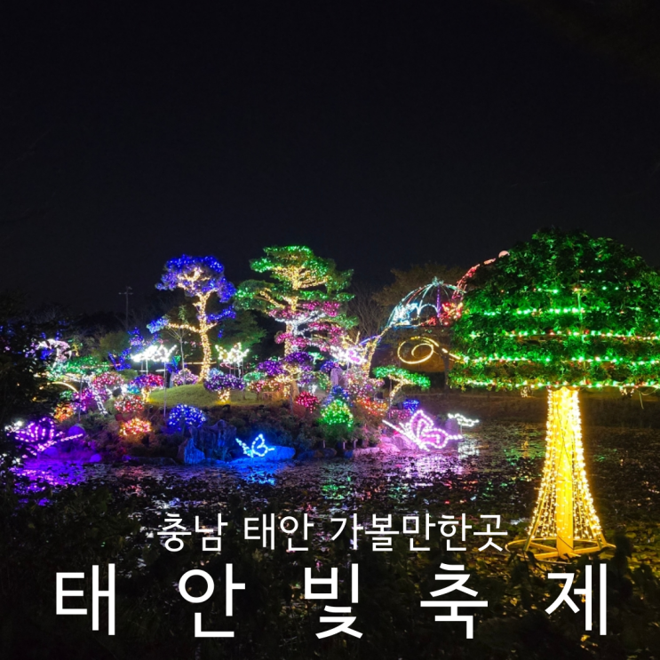  충남 태안 가볼만한곳 안면도 야경 네이처월드 태안빛축제 애견동반 후기