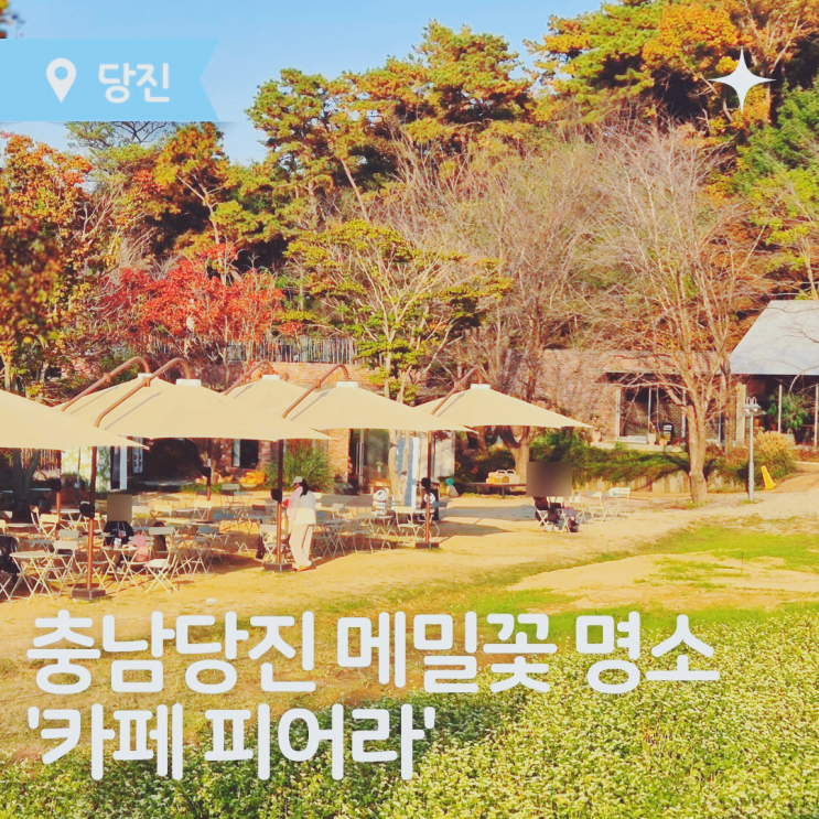  당진 카페 추천 카페피어라에서 만나는 메밀꽃의 향연