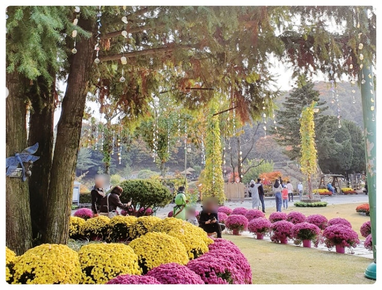  용인 단풍명소! 용인농촌테마파크, 한택식물원 단풍구경 이모저모