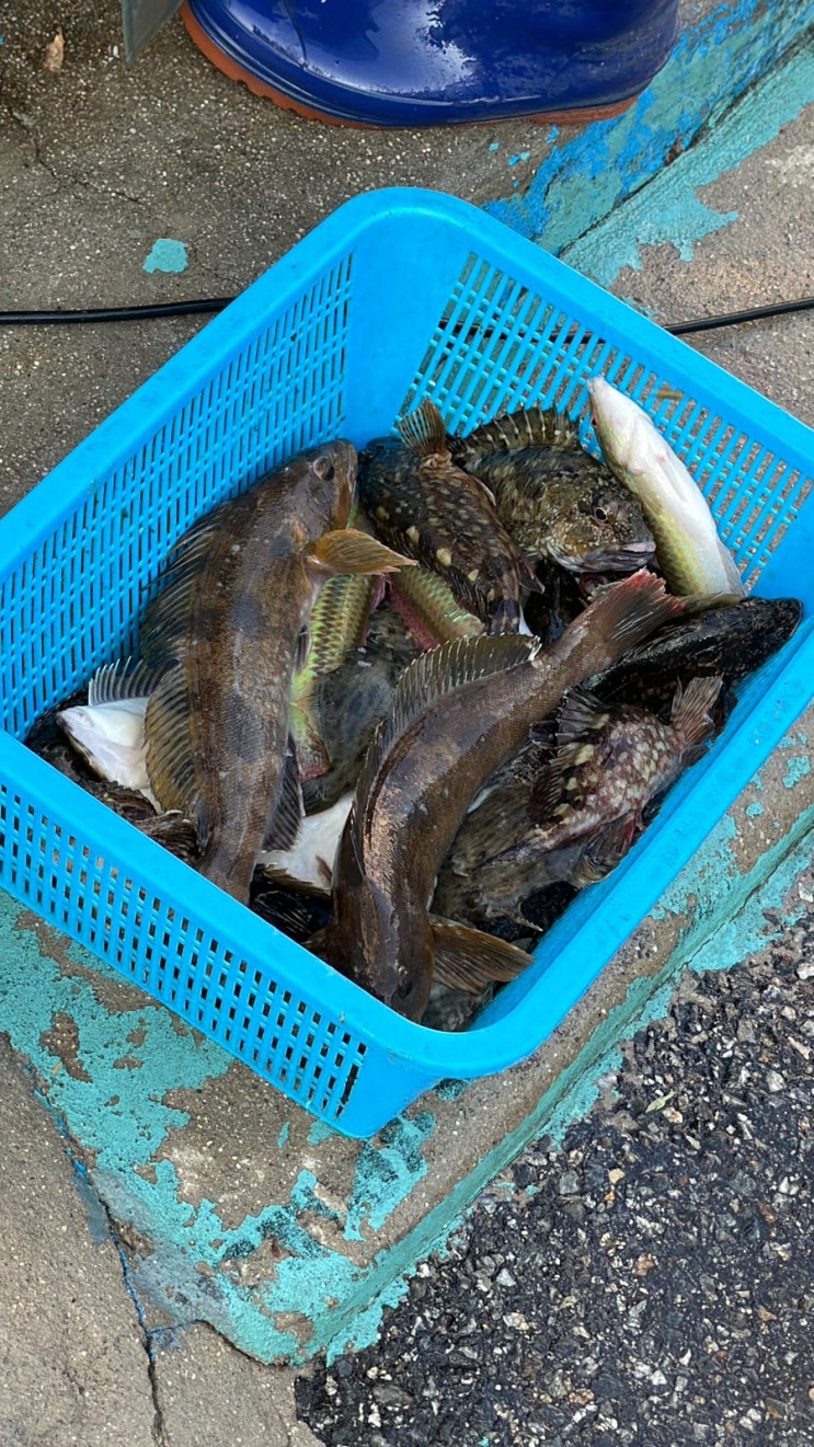  장승배기역 횟집 - 노량진동 바다회향기 통영 직송 자연산 잡어회 맛집