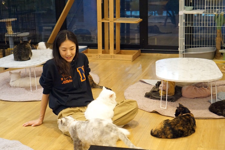  착한 캣카페 일산 고양이 카페 집사의 하루