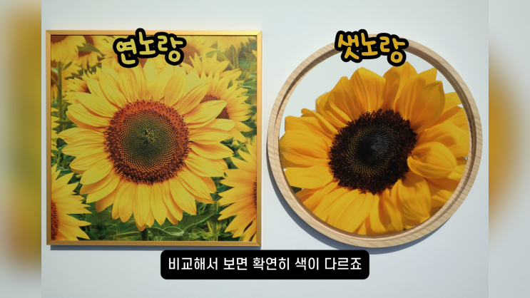  해바라기 액자 풍수 효과 총정리, 거는 위치, 고르는 법