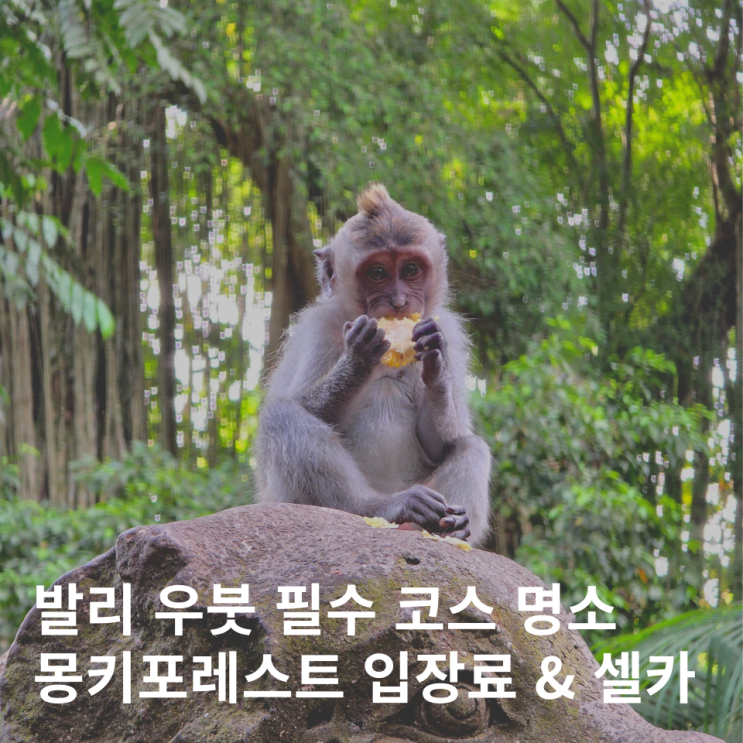  발리 우붓 몽키포레스트 입장료 원숭이 셀카 필수 여행코스