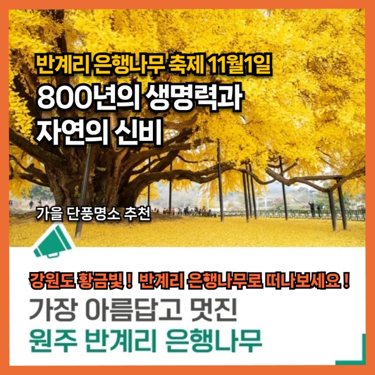 강원도 800년의 황금빛 반계리 은행나무 축제, 가을의 마지막 절경, 2주간!