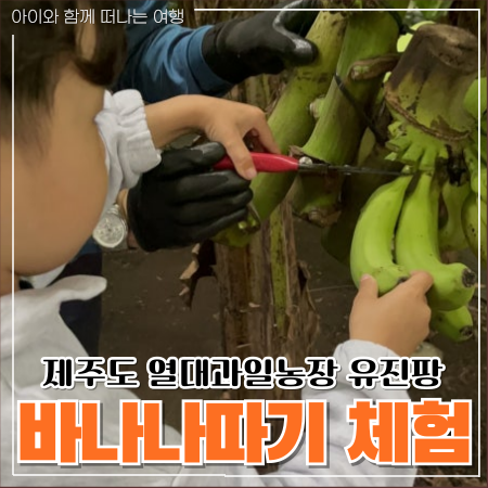  제주도 이색체험 열대과일농장 유진팡에서 바나나따기
