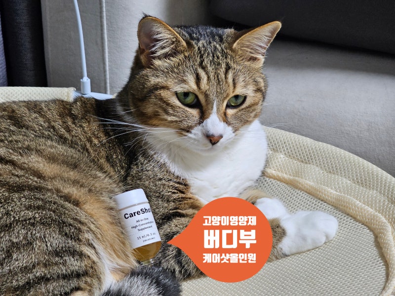 고농축 액상 고양이 영양제 버디부 케어샷 올인원