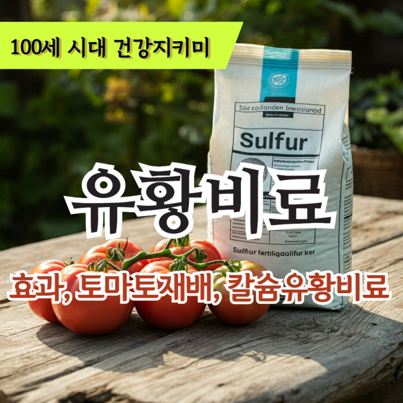 유황비료 효과 토마토 재배 : 칼슘유황비료 사용법,효과,주의사항