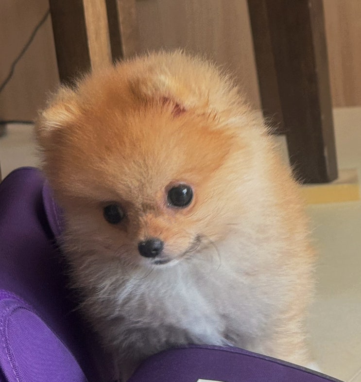  시흥강아지분양 포메라니안(오렌지)