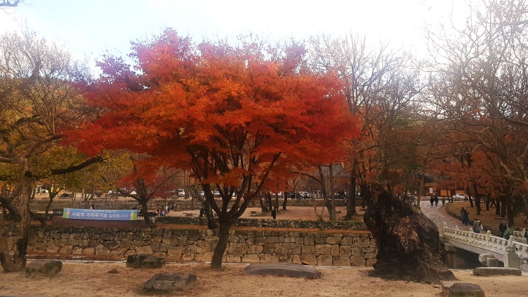  양산 통도사 단풍 국화 축제 부산 근교 경남 가을 여행