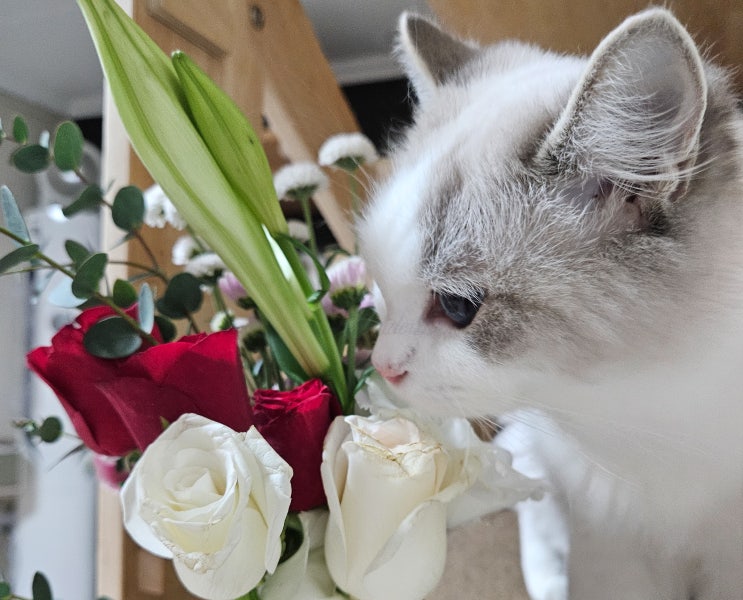  고양이 괜찮은 꽃, 거베라 리시안셔스 장미 외 안전한 꽃 14가지