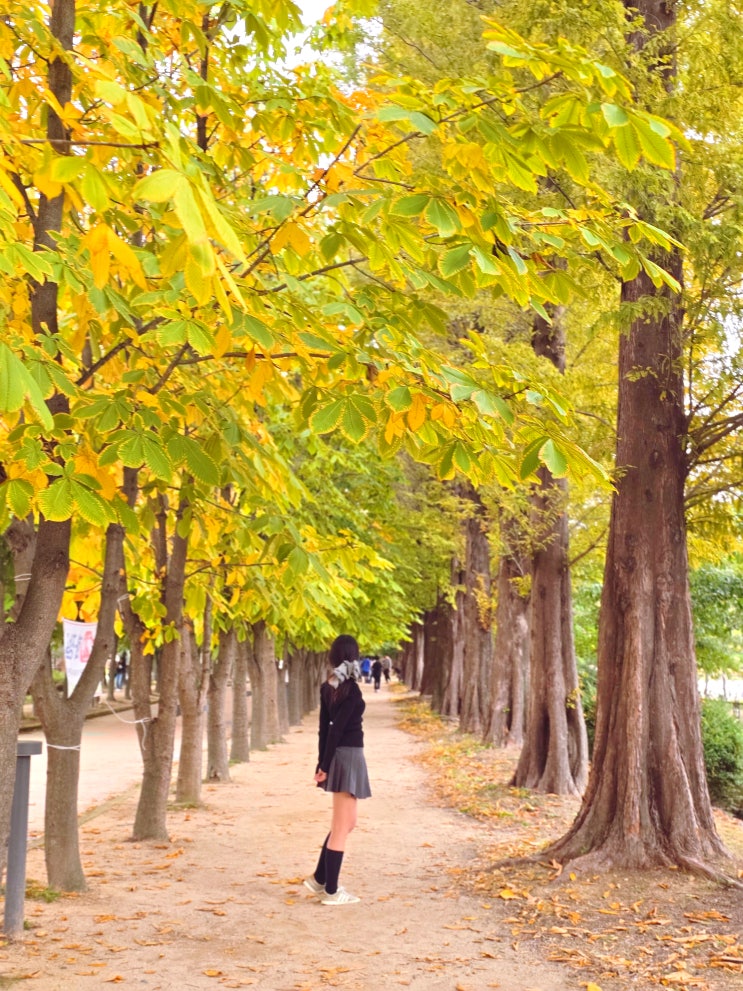  경주 천년의숲 단풍 명소 경주 천년숲정원 통일전 은행나무 실시간