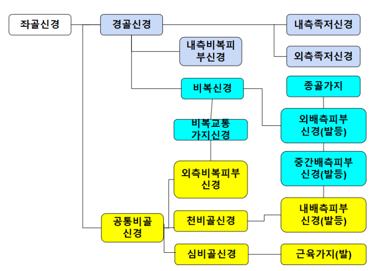  좌골신경의 해부학과 좌골신경 압박에 대한 설명 [방배 PT]