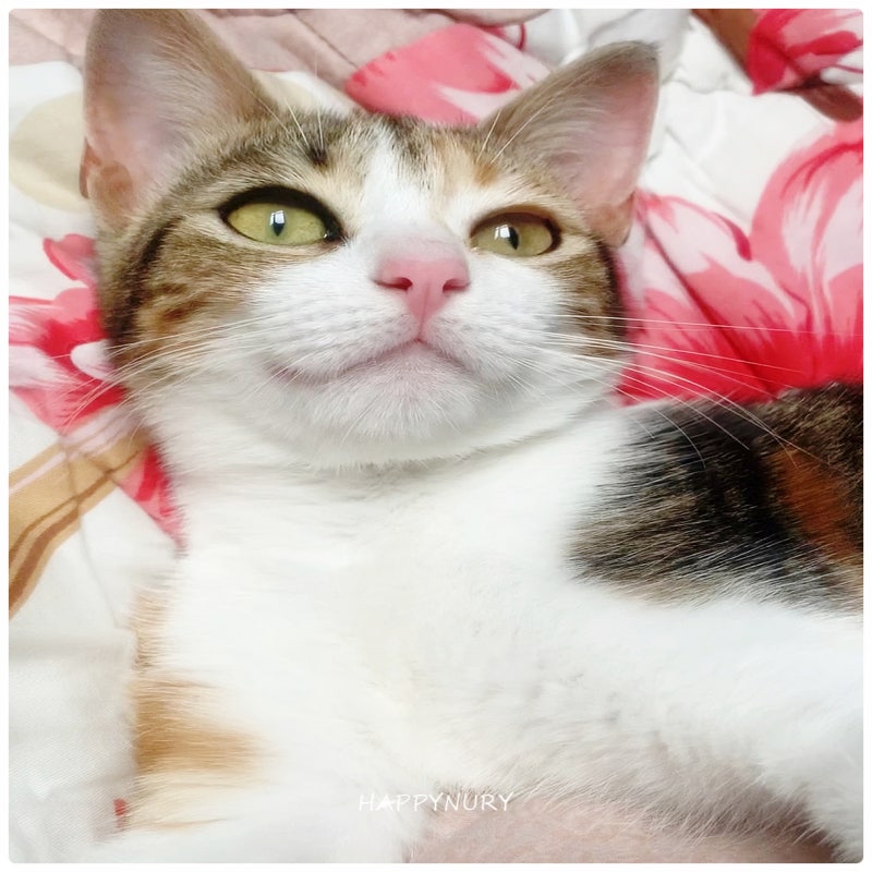 고양이 꿈 고양이가 비비는 꿈