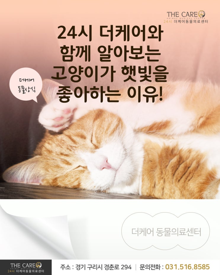  [24시더케어동물의료센터] 24시 더케어와 함께 알아보는 고양이가 햇빛을 좋아하는 이유!