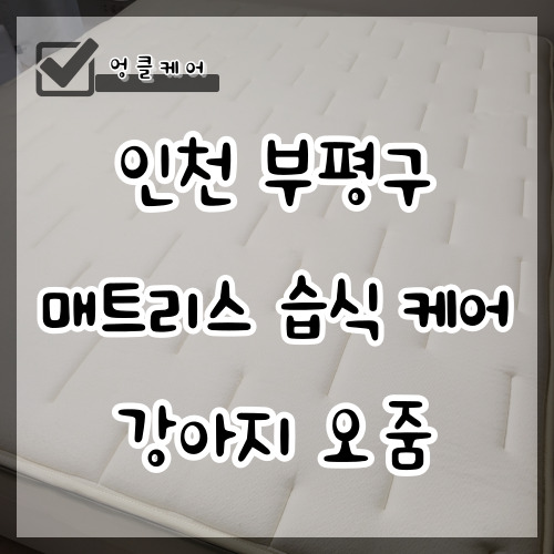  인천 매트리스 청소 강아지 오줌 얼룩 제거