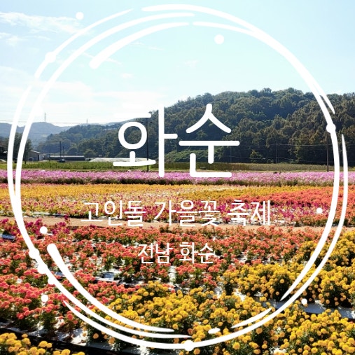  10월 전남축제 화순 고인돌 가을꽃 축제 방문후기 다녀왔어요