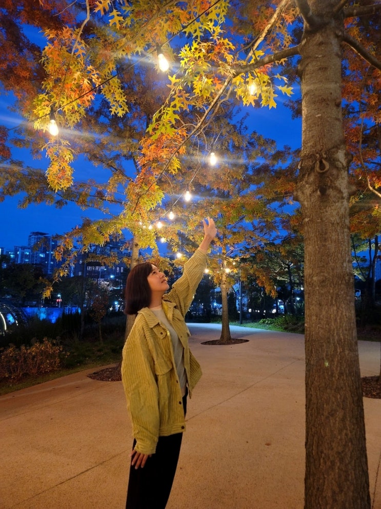  밤을 수놓은 경기도 수원 일월수목원 야간개장 나들이