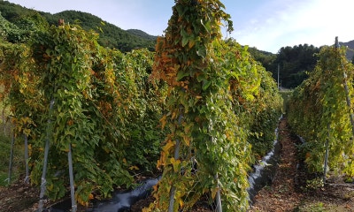 산마, 참마, 단마, 장마 마 종류와 특징 차이점 : 네이버 블로그