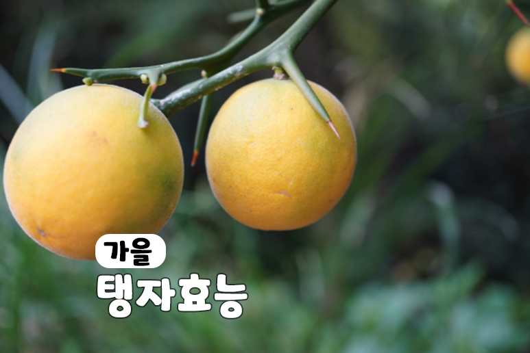 탱자 효능 부작용 효소 탱자차 먹는법 열매