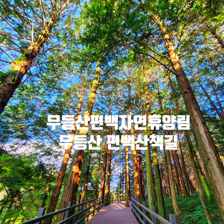 〔전남화순〕무등산 편백자연휴양림-무등산 편백숲-무등산 편백산책로-조용하게 편백숲 산책하기 좋은 곳