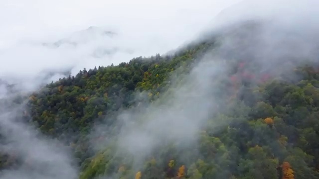  성형외과병원코디네이터 , 병원코디네이터 자격증 1달 만에 합격한 전략 , 전망