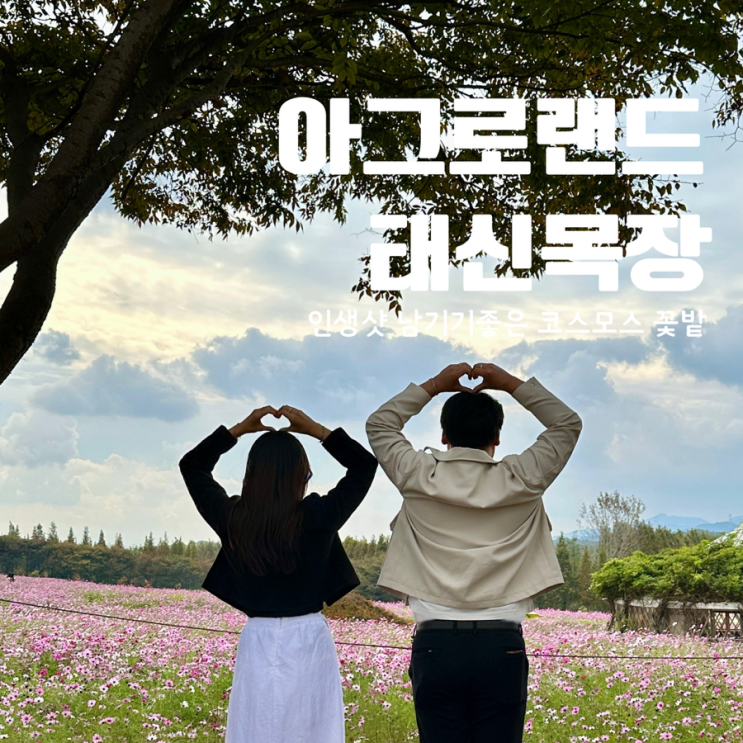  아그로랜드 태신목장 할인 체험종류 코스모스 현황
