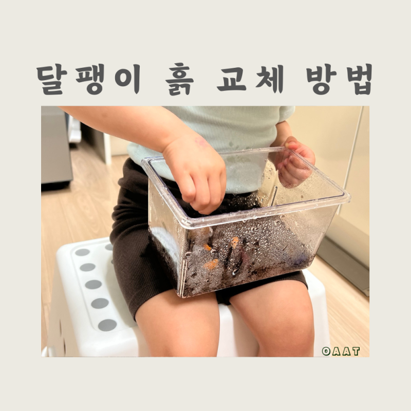 달팽이 키우기 흙 교체 방법 코코피트 갈아주기