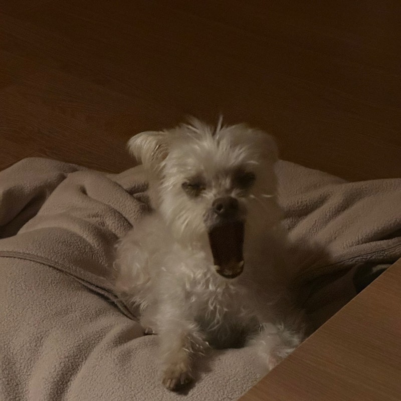 제주대학 동물병원 후기