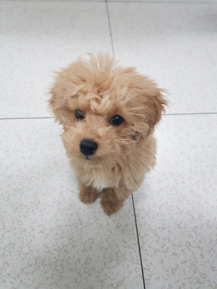  우리 강아지만의 특별한 놀이터! 강아지 운동장 만들기