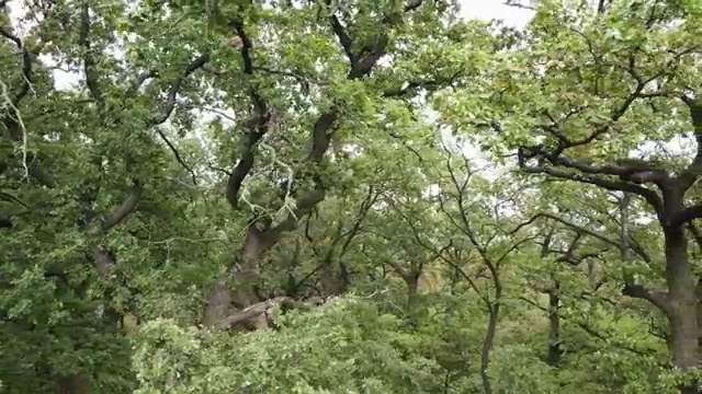  분노조절상담지도사 합격 전략 , 온라인 강의