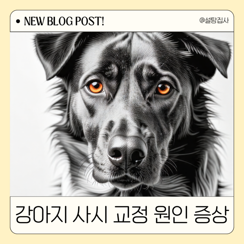 강아지 사시 교정 원인 해결 방법 간단하게 확인해요
