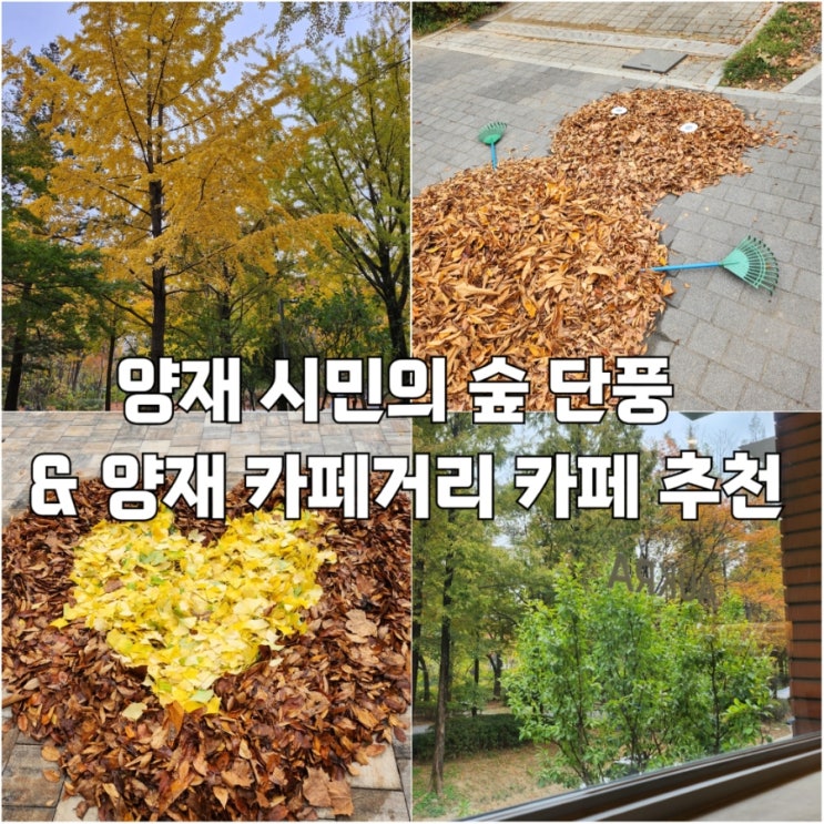  서울 단풍구경 양재 시민의 숲 단풍 실시간 근황 및 근처 카페 추천