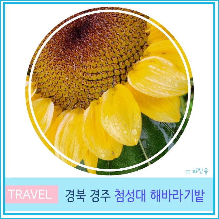  경주 첨성대 해바라기 핑크 뮬리 꽃밭 11월 실시간 주말에 가볼 만한 곳