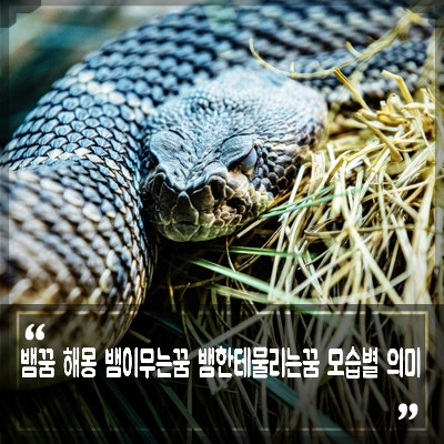뱀꿈 뱀한테 물리는꿈 흰뱀 검은뱀 붉은뱀이 무는꿈 해몽