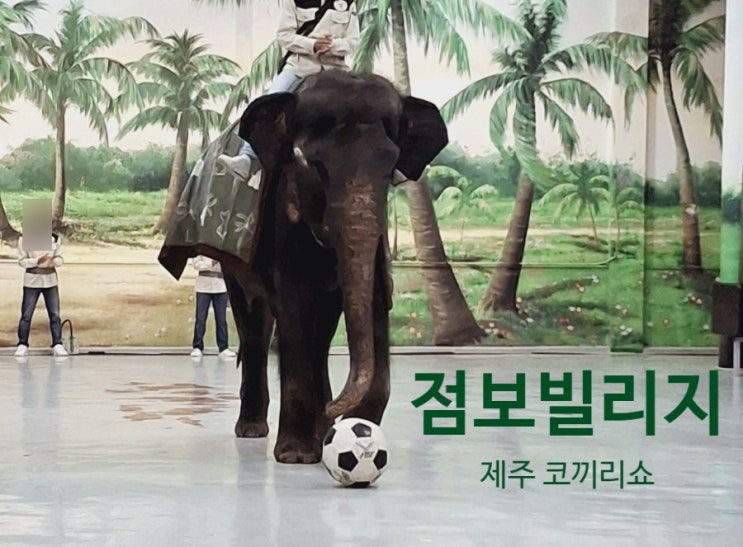  제주 코끼리쇼 예약 공연시간ㅣ점보빌리지ㅣ제주 서쪽 비 오는 날 실내 코스 추천